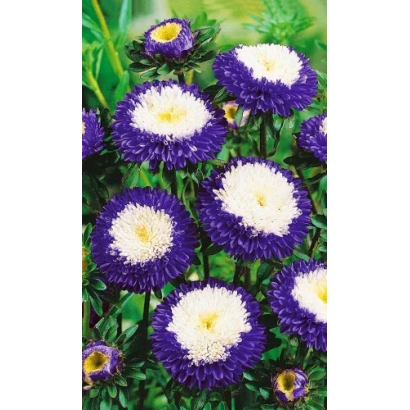 Крупный план цветущей астры с фиолетовыми лепестками и белой сердцевиной на зелёном фоне. - РАКЛИ