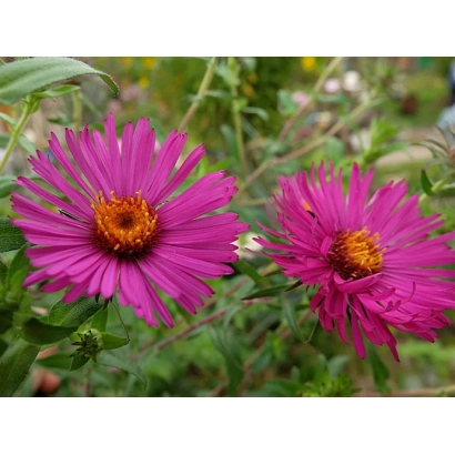 Две ярко-розовые астры с оранжевыми центрами на зелёном фоне - Сентябрина