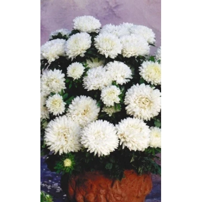 White chrysanthemums in a pot against a purple sky - SNIEGOK