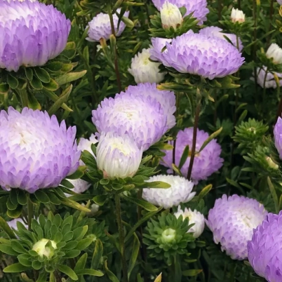 Квіти астра Софія на грядці