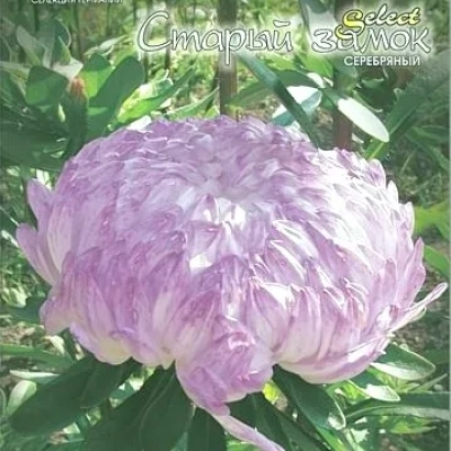 Цветок астры Старый замок Серебряный на фоне зелени