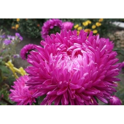 Розовая астра на фоне других цветов - ТАНЕЧКИН БУКЕТ