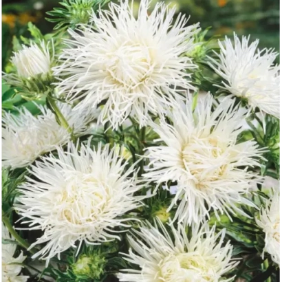 White asters in bloom against green foliage - VALKIRIA WHITE