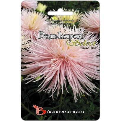 Насіння астра Валькірія Шамоя на упаковці - ВАЛЬКІРІЯ ШАМОА
