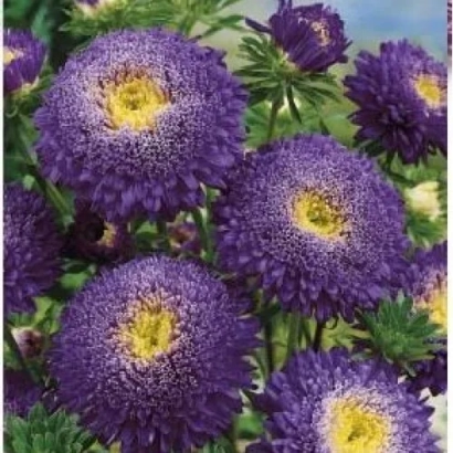 Photo of purple asters with yellow centers - VERONICA