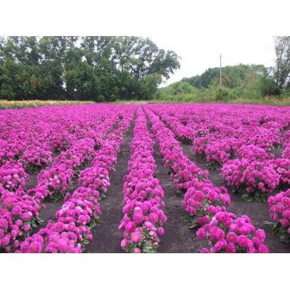 Поле цветущей астры Зарево