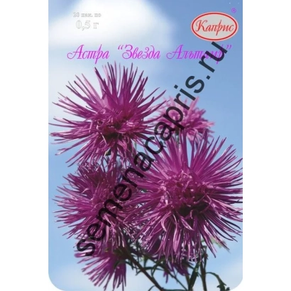 Насіння астра 'Зіркова Альтайра' на упаковці - ЗІРКА АЛЬТАЇРА