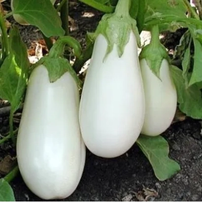 Білі баклажани на рослин - Айсберг