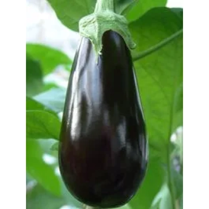 Ripe eggplant of the Begira F1 variety against a leafy background