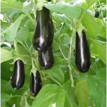 Черные баклажаны на зеленой листве - Орион F1