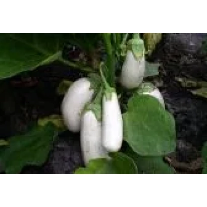 Білі баклажани на рослині - БІЛА ЛІЛІЯ (ПЕРСПЕКТИВНИЙ)