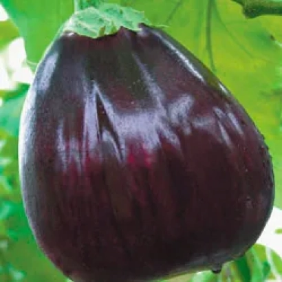 Спелый баклажан тёмно-фиолетового цвета на зелёном фоне - БЫЧЬЕ СЕРДЦЕ