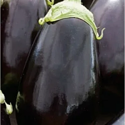 Свежий баклажан с зелёной чашечкой на тёмном фоне - БЫЧОК