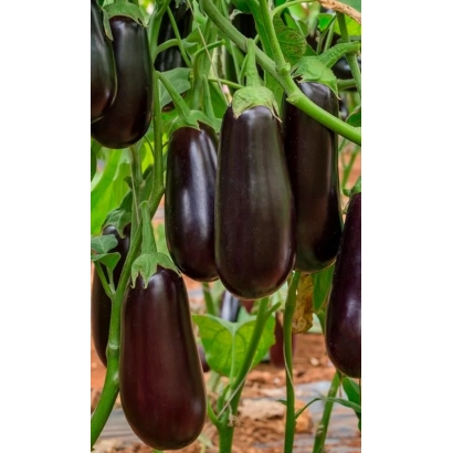 Дозрілі баклажани сорту Чорний циліндр на рослині