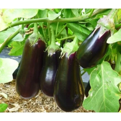 Спелые баклажаны на ветке - ДОБАР