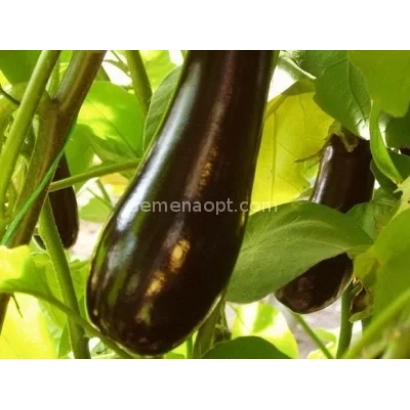 Свежие баклажаны ЕГОРКА на растении