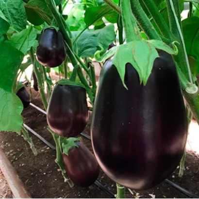 Ripe ESKIMO eggplants growing in a field