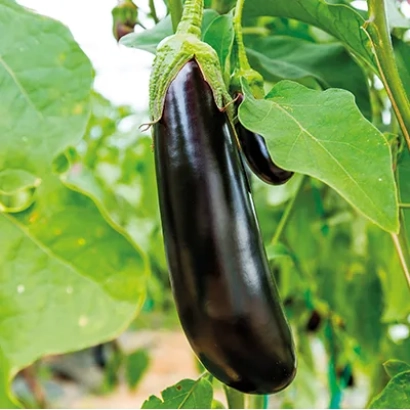 Спелый баклажан сорта Галактика на растении