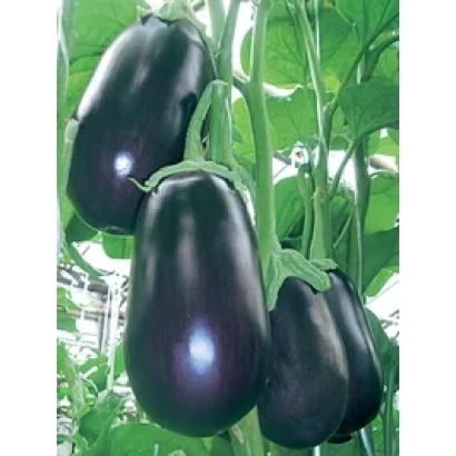 Черные баклажаны сорта Голиаф F1 на растении
