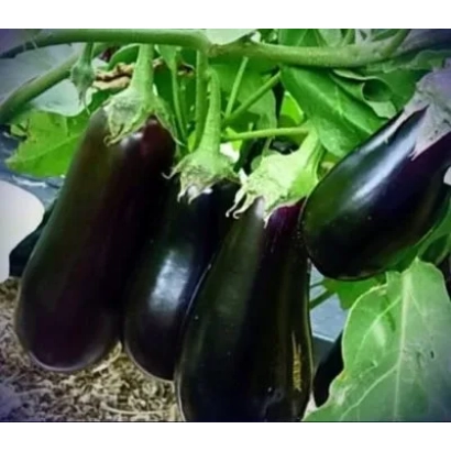 Свежие баклажаны на ветке - Икорный