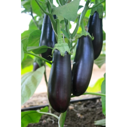 Спелые баклажаны сорта Каприз на растении