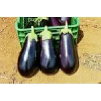 Три баклажани сорту КЛАССИК F1 у зеленій кошику на землі - КЛАСИК F1