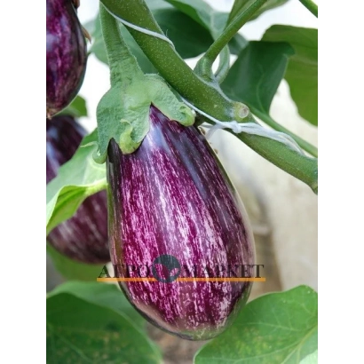 Сорт баклажана Leyre F1 на растении - Лейре F1