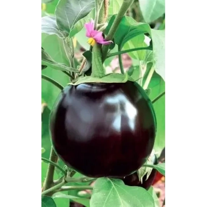 Спелый баклажан сорта Лидер на растении