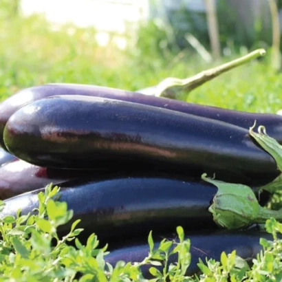 Fresh eggplants on green grass - Mabel