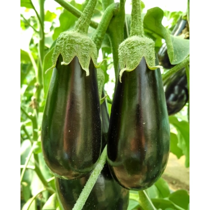 Ripe Minerva eggplants on the plant