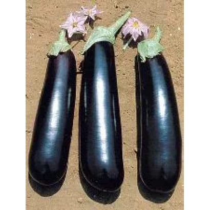 Three eggplants on the ground - MIRABELLE