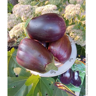 Three eggplants of the MULAT variety on a white plate with leaves and flowers in the background