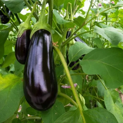 Спелые баклажаны сорта Отелло F1 на растении