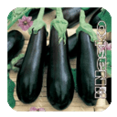 Три баклажана сорта Парис на зелёном фоне