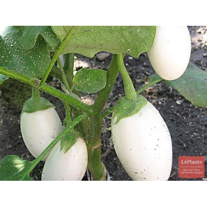 Белые баклажаны на растении - ПИНГ ПОНГ