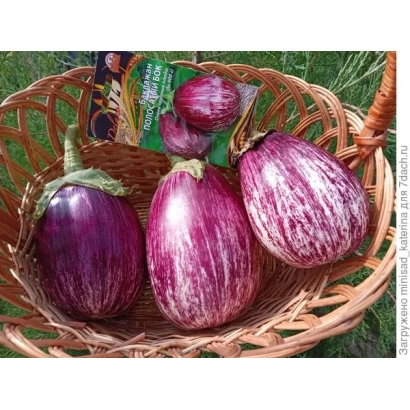 Корзина с баклажанами сорта ПОЛОСАТЫЙ БОК