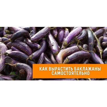 Инструкция по самостоятельному выращиванию баклажанов - СЕДЖИН