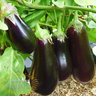 Свіжі баклажани сорту Сіверянин на гілці