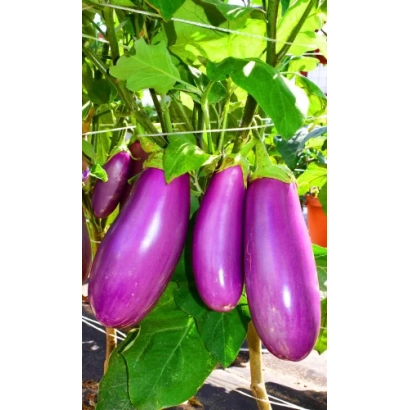 Ripe purple eggplants on a plant - Lavender