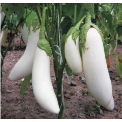 Білі баклажани на рослині - Сніжний