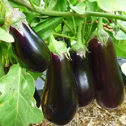 Свежие баклажаны на растении - Софья