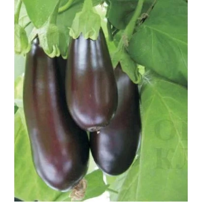 Три баклажани сорту Соляріс на зеленій листі