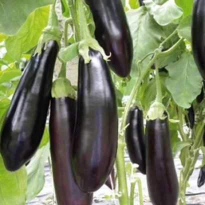 Дозрілі баклажани на рослин - ТЕТІ