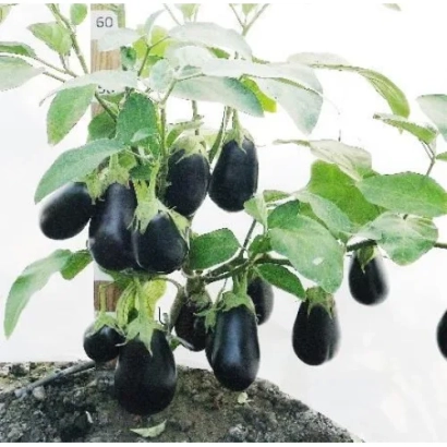 Чорні баклажани на рослині - ВУГІЛЕЦЬ