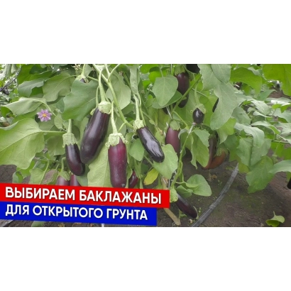 Банер з баклажанами ВЛАС на відкритому ґрунті