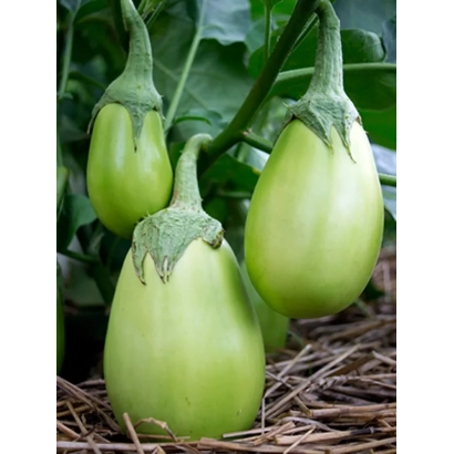 Зеленые баклажаны на растении - ЗЕЛЕНЕНЬКИЙ