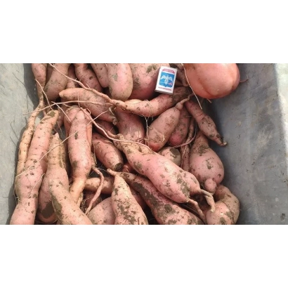 Коробка батата CHILIPSI с видимыми клубнями и этикеткой бренда. - Чилипси