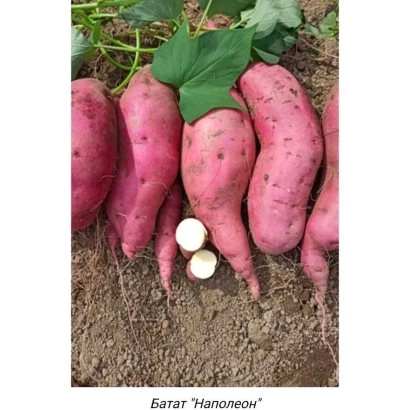 Клубнеплод батат сорта Наполеон на земле