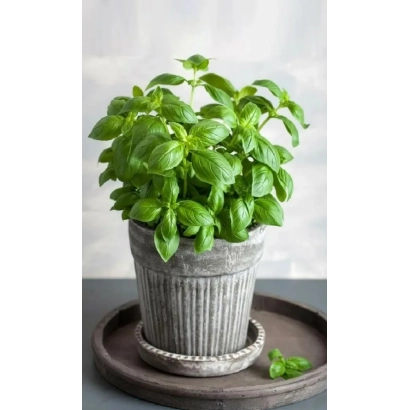 Свежий базилик в керамическом горшке на деревянном подносе - БАЛКОННОЕ ЧУДО
