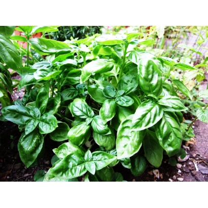Dense green basil leaves in a garden bed - BRITISH BASIL